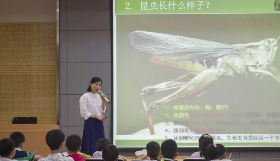 昆虫的世界你懂吗?