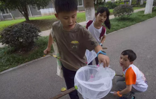 昆虫的世界你懂吗?