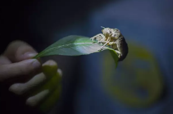 昆虫的世界你懂吗?
