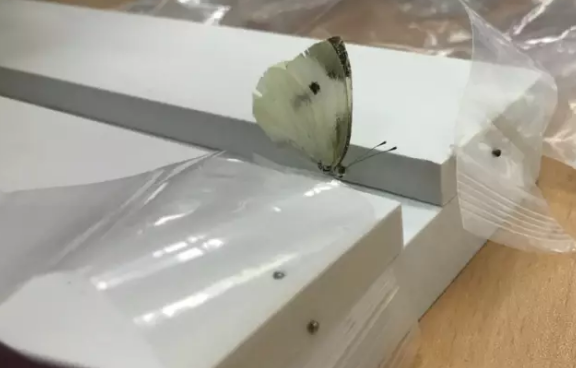 昆虫的世界你懂吗?