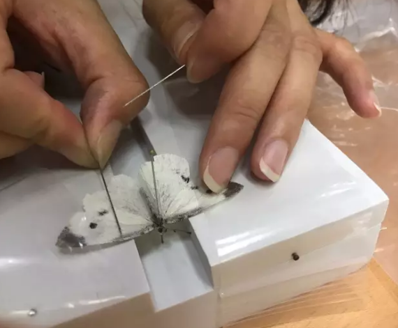 昆虫的世界你懂吗?