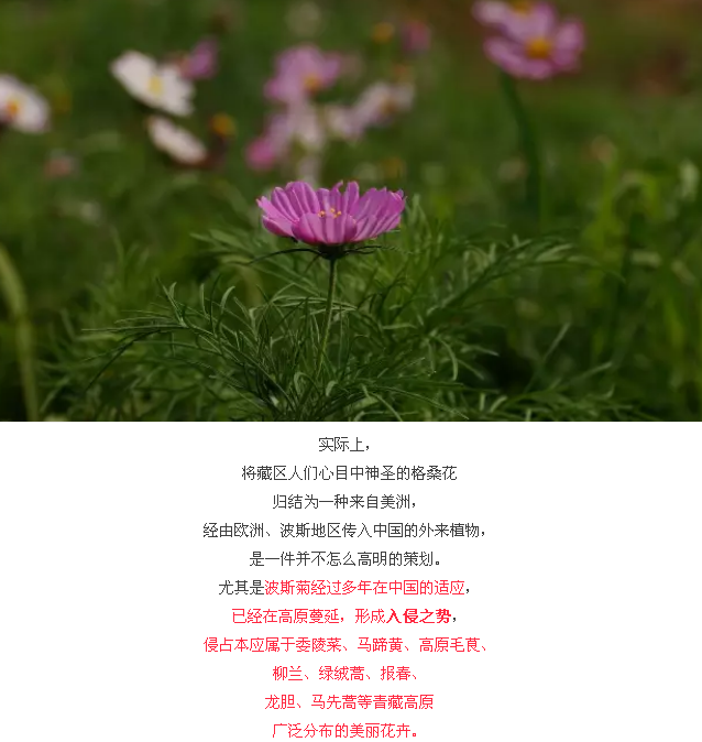 格?；ǖ降子Ω檬鞘裁囱闹参?？