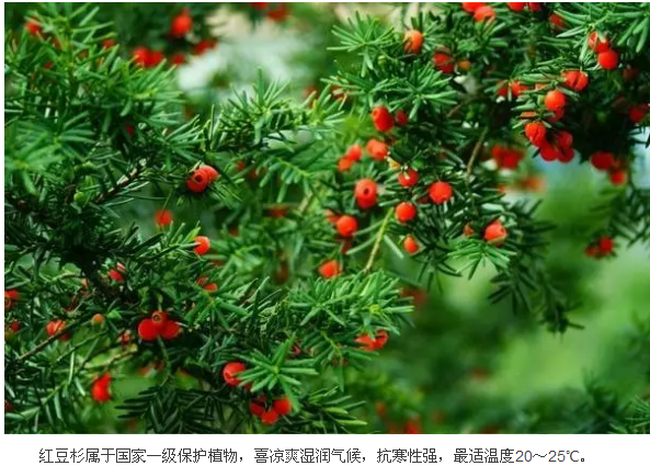 武汉这个公园偏藏奇花异草，周末带你探访这群植物界的远古来客！