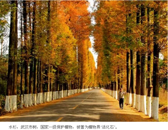 武汉这个公园偏藏奇花异草，周末带你探访这群植物界的远古来客！