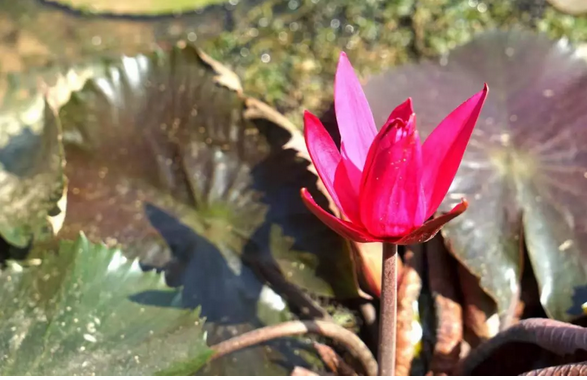 什么睡莲花期长达半年？花茎叶?；箍墒秤? onmousewheel=