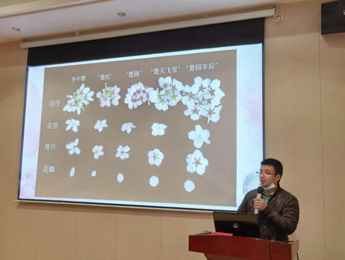 国樱出道  “楚楚”动人