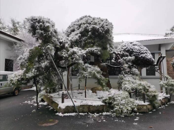 我院指导古树名木雨雪冰冻灾害救护