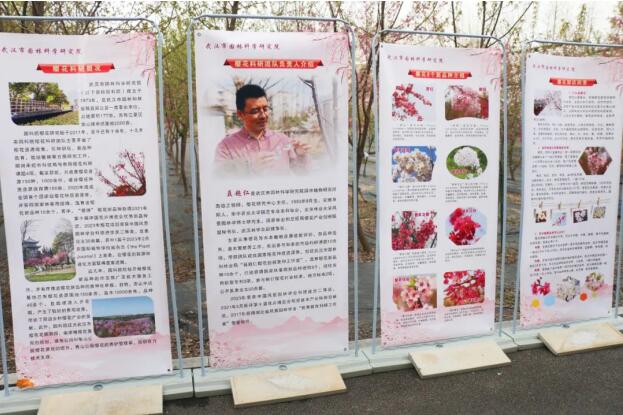 在“国樱摇篮”园科院，共赴樱花嘉年华