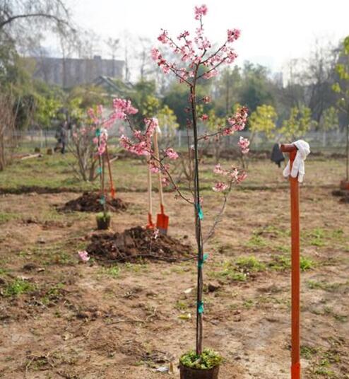省住建厅领导参加植树活动并调研绿色驿站