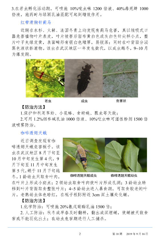 武汉园林病虫害预测预报 2019 年第 10 期