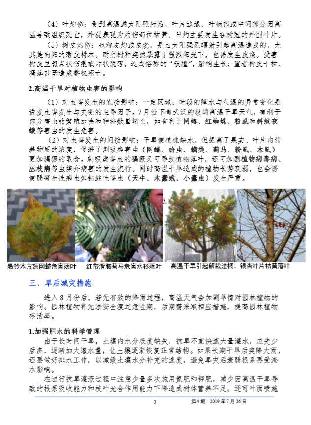 武汉园林病虫害预测预报 2019 年第 9期