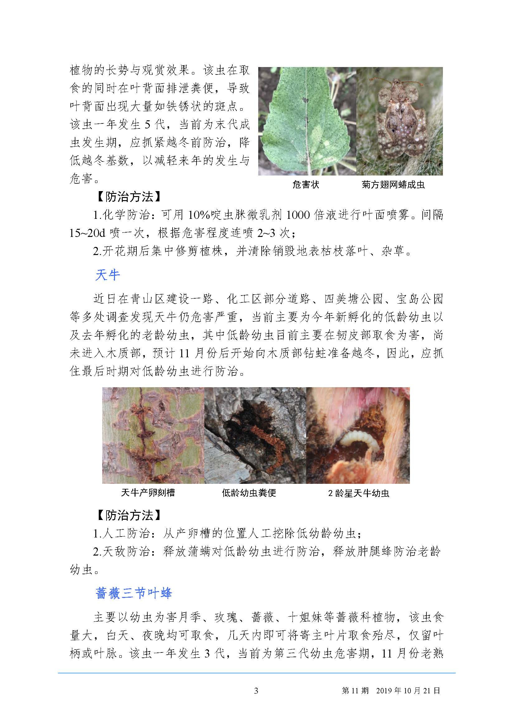 武汉园林病虫害预测预报 2019 年第11期