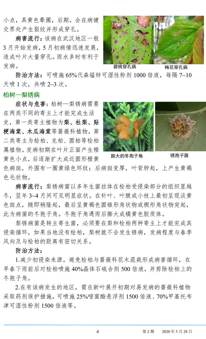 武汉园林病虫害预测预报 2020年第2期