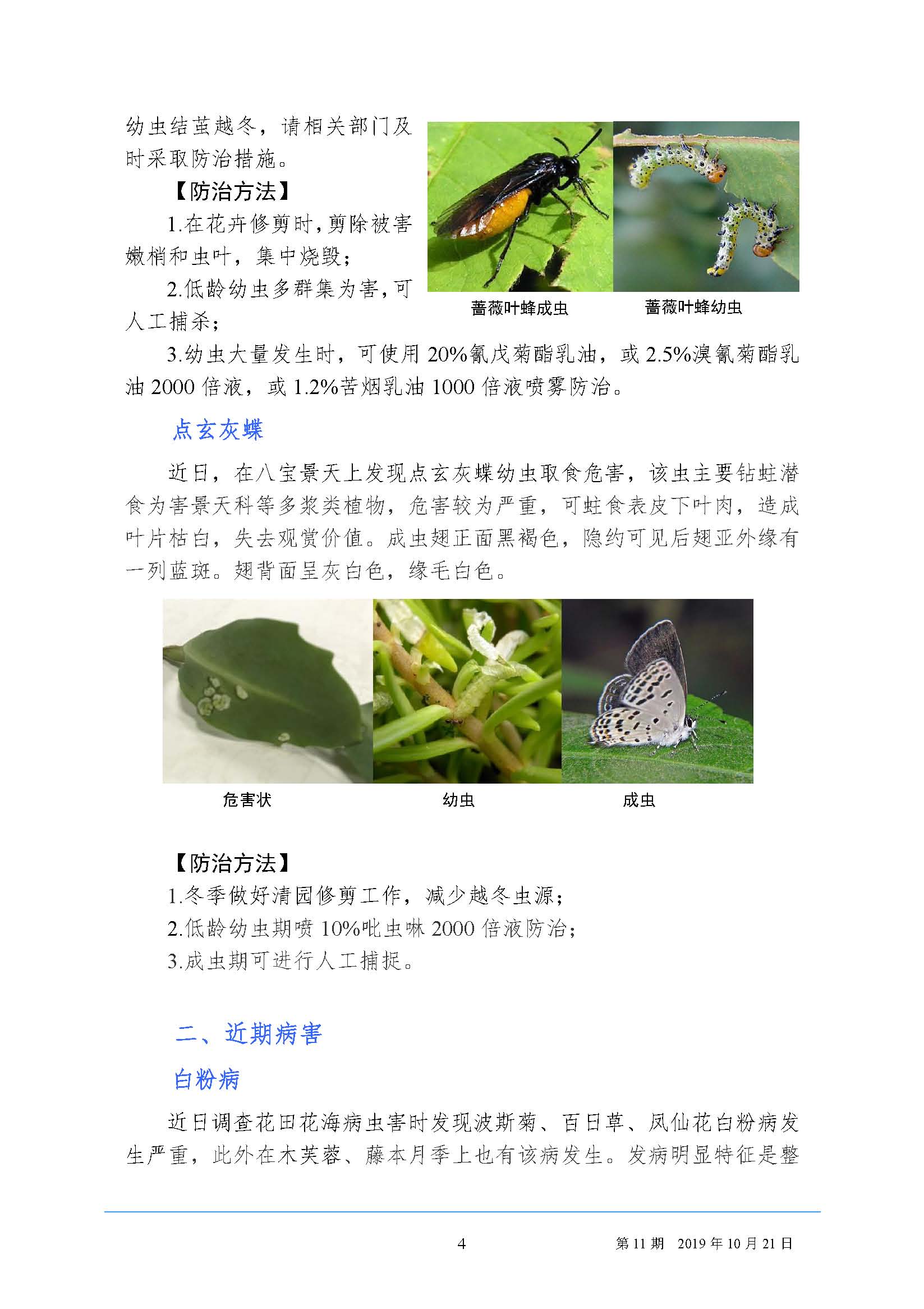 武汉园林病虫害预测预报 2019 年第11期