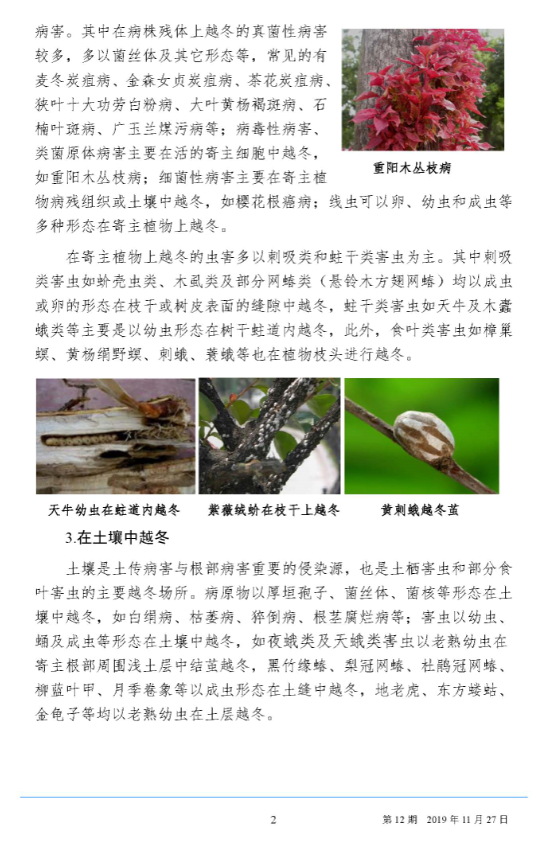 武汉园林病虫害预测预报 2019 年第12期