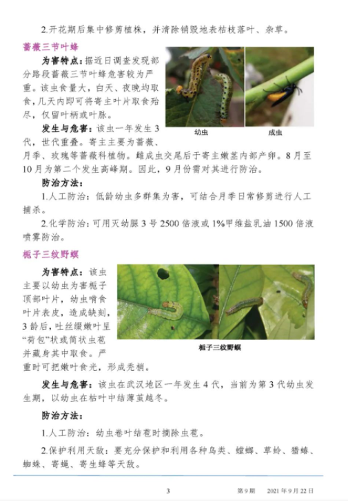 武汉园林病虫害预测预报 2021年第9期